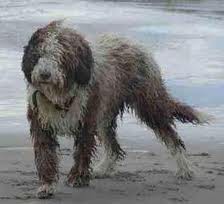 Cão de Água Espanhol